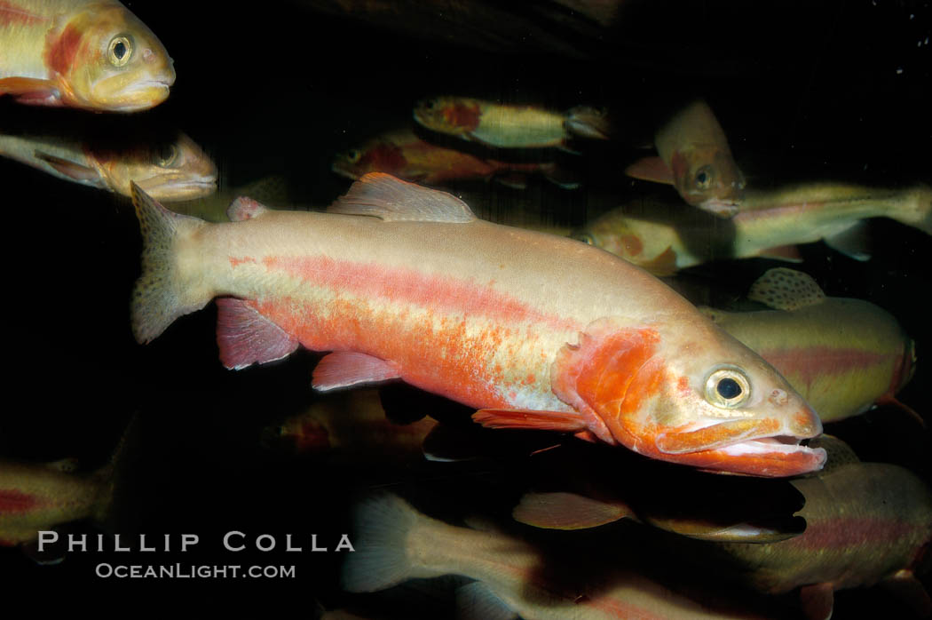 Golden trout., Oncorhynchus aguabonita, natural history stock photograph, photo id 09419