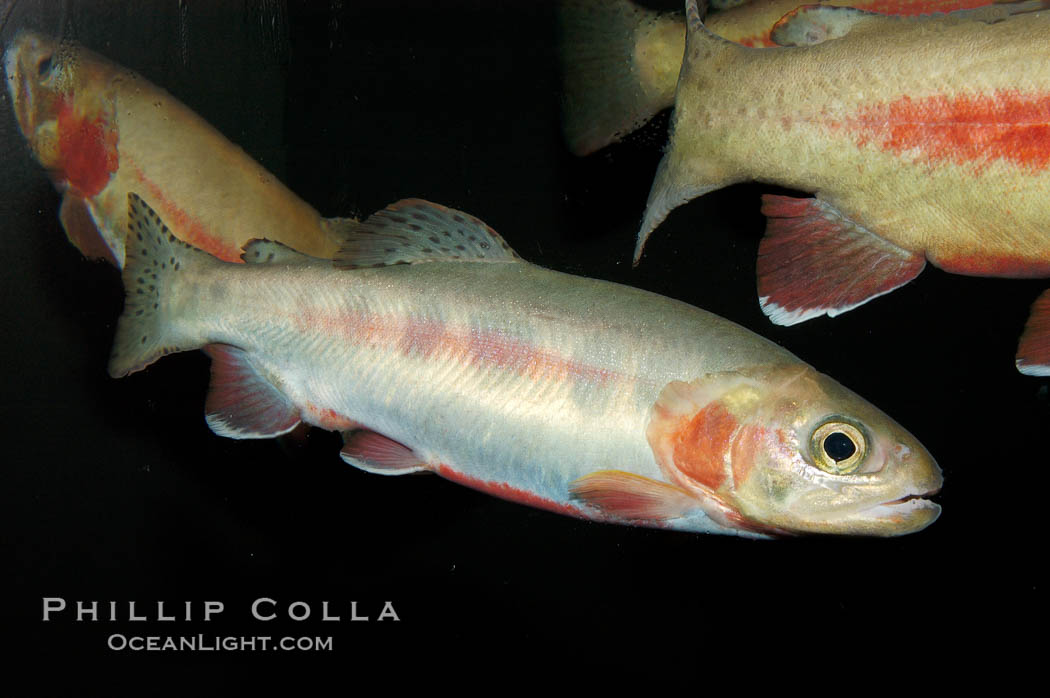 Golden trout., Oncorhynchus aguabonita, natural history stock photograph, photo id 09269