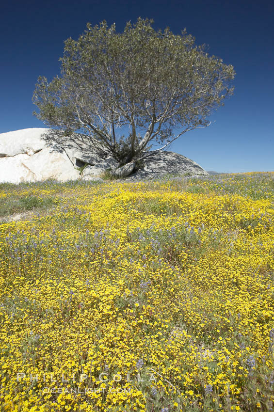 Goldfields bloom in spring. Warner Springs, California, USA, Lasthenia, natural history stock photograph, photo id 11592