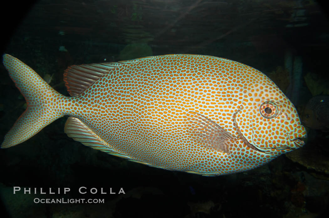 Goldspotted spinefoot rabbitfish., Siganus punctatus, natural history stock photograph, photo id 12944