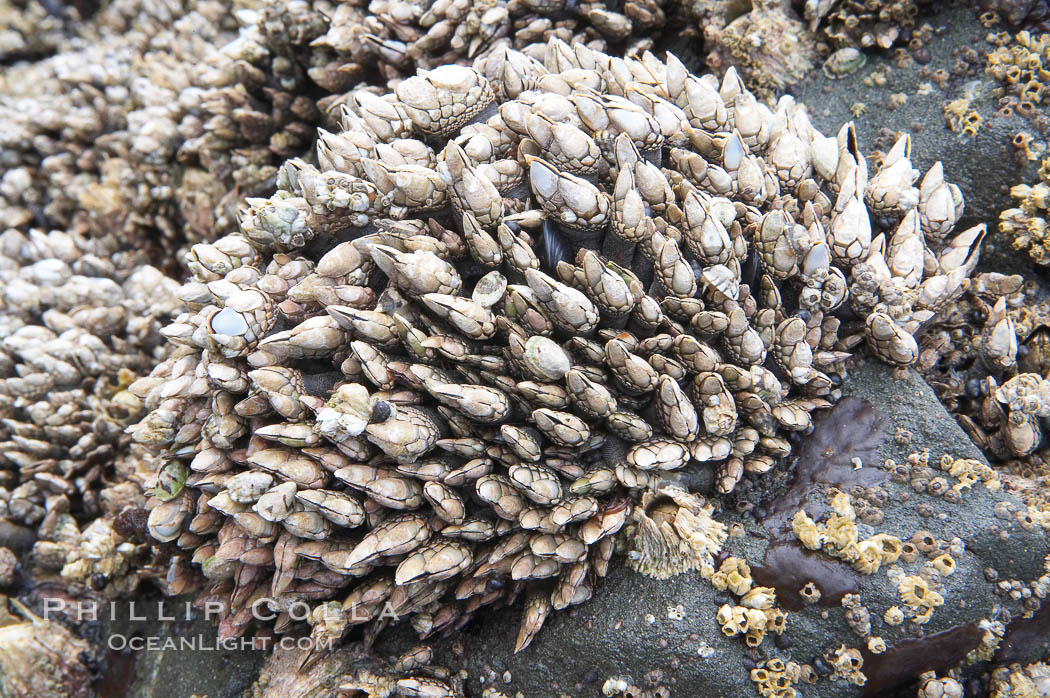 Gooseneck barnacles, exposed at low tide, adhere to a rock.  The shell, or capitulum, of the gooseneck barnacle grows to be about two inches long. It is made up of small plates, which enclose its soft body. Inside the shell, the barnacle primarily consists of long segmented legs, intestines and stomach. Ruby Beach, Olympic National Park, Washington, USA, Pollicipes polymerus, natural history stock photograph, photo id 13779