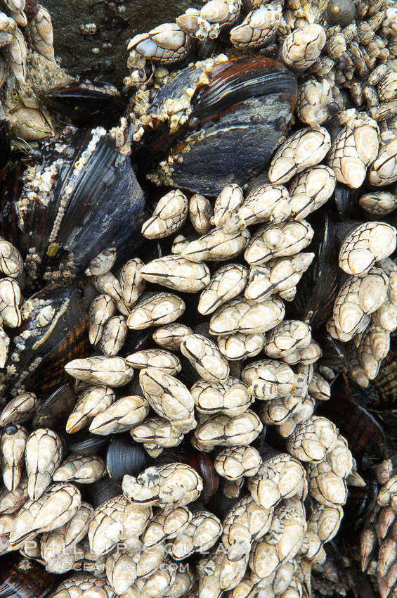 Gooseneck barnacles, exposed at low tide, adhere to a rock.  The shell, or capitulum, of the gooseneck barnacle grows to be about two inches long. It is made up of small plates, which enclose its soft body. Inside the shell, the barnacle primarily consists of long segmented legs, intestines and stomach. Ruby Beach, Olympic National Park, Washington, USA, Pollicipes polymerus, natural history stock photograph, photo id 13798