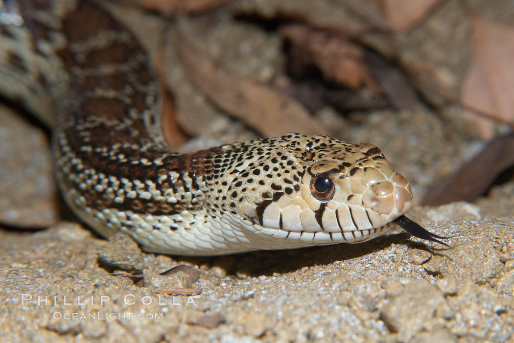 Gopher snake., Pituophis catenifer, natural history stock photograph, photo id 14699