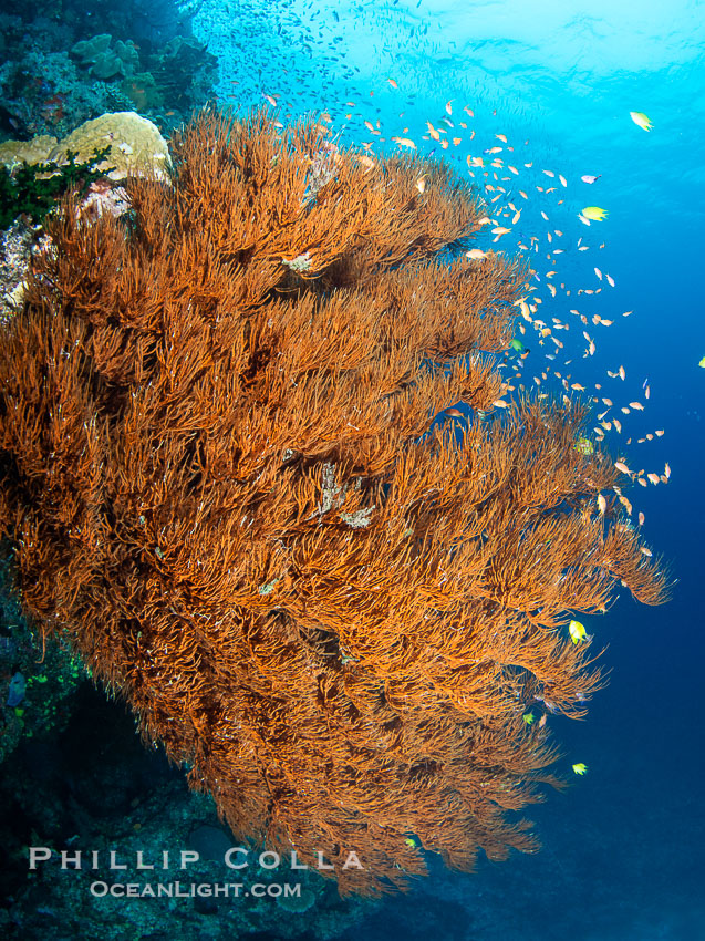 Gorgeous Coral Reef Scene, Fiji., natural history stock photograph, photo id 41146