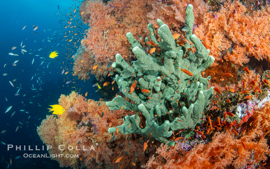 Gorgeous Coral Reef Scene, Fiji. Vatu I Ra Passage, Bligh Waters, Viti Levu Island, natural history stock photograph, photo id 41164