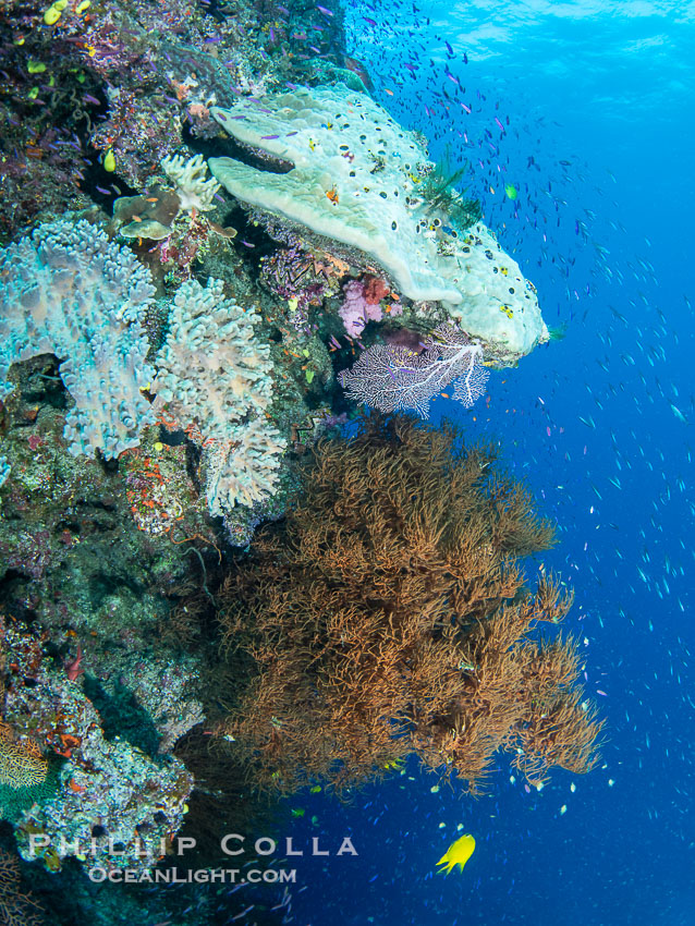 Gorgeous Coral Reef Scene, Fiji. Namena Marine Reserve, Namena Island, natural history stock photograph, photo id 41121
