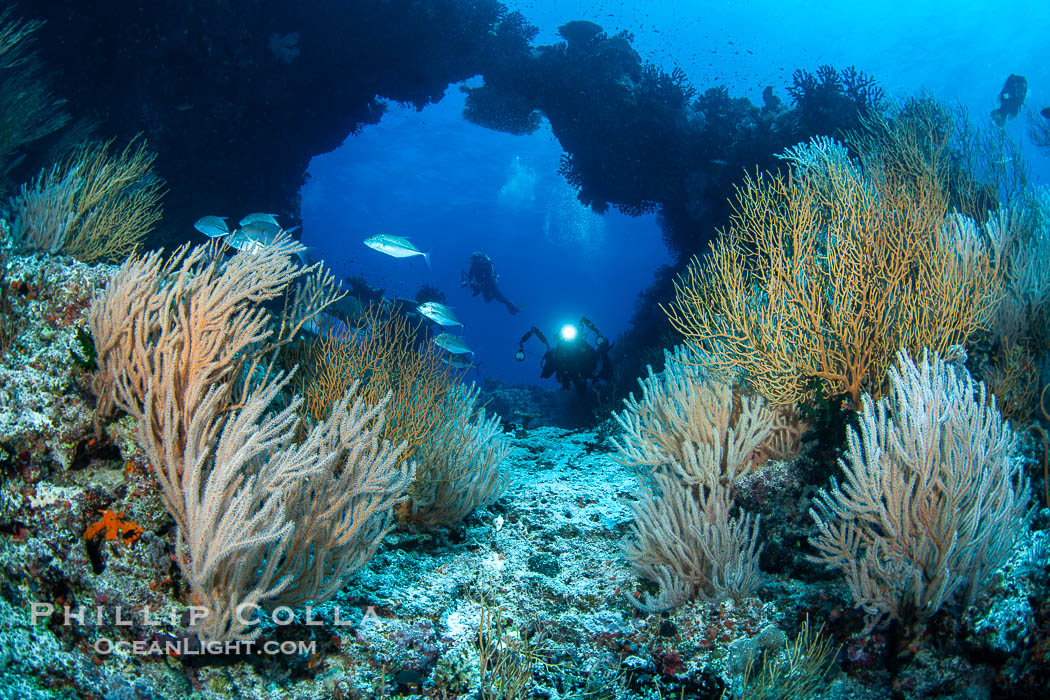Gorgeous Coral Reef Scene, Fiji. Namena Marine Reserve, Namena Island, natural history stock photograph, photo id 41129