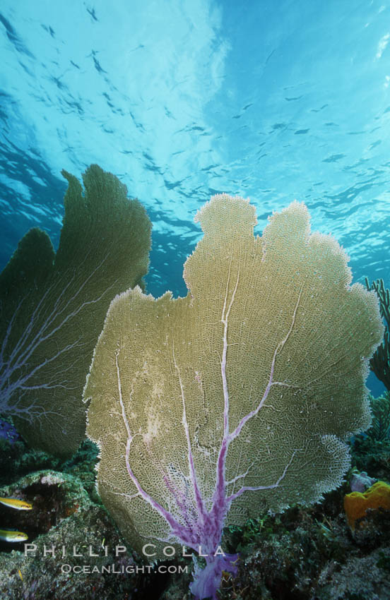 Purple sea fan. Bahamas, Gorgonia ventalina, natural history stock photograph, photo id 05358