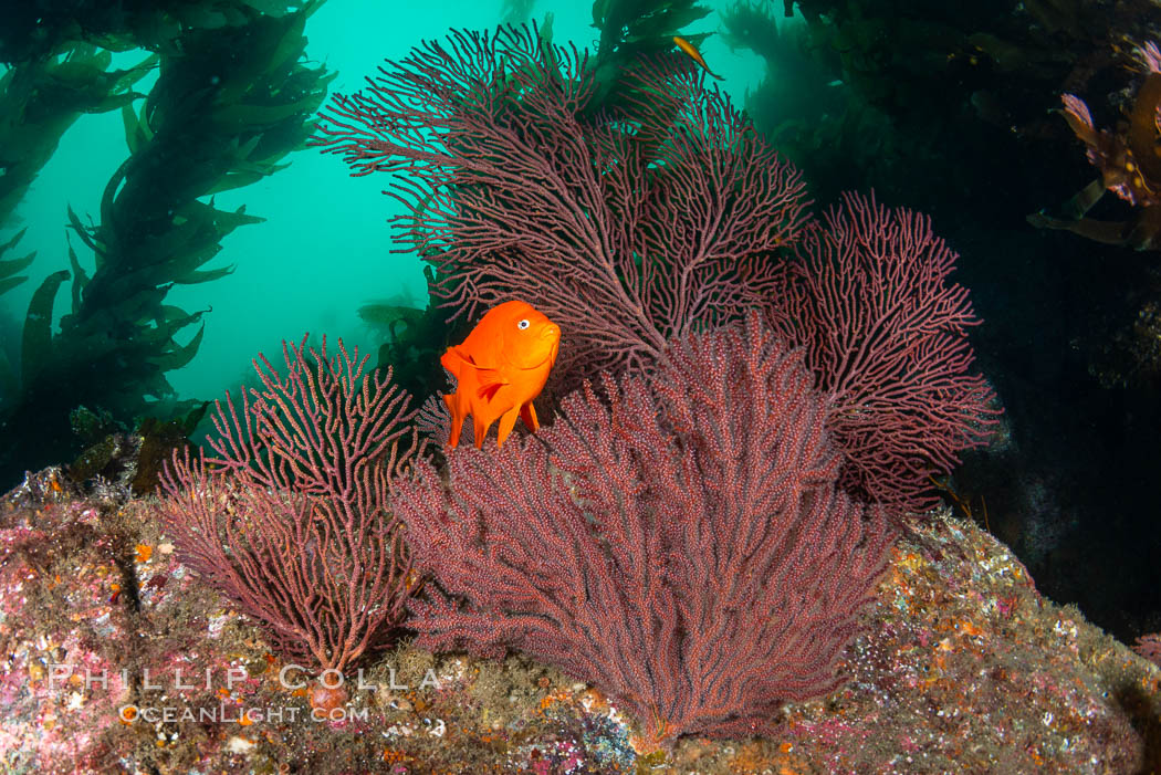Garibaldi and gorgonian on rocky reef, below kelp forest, underwater. The red gorgonian is a filter-feeding temperate colonial species that lives on the rocky bottom at depths between 50 to 200 feet deep. Gorgonians are oriented at right angles to prevailing water currents to capture plankton drifting by. Catalina Island, California, USA., natural history stock photograph, photo id 34623