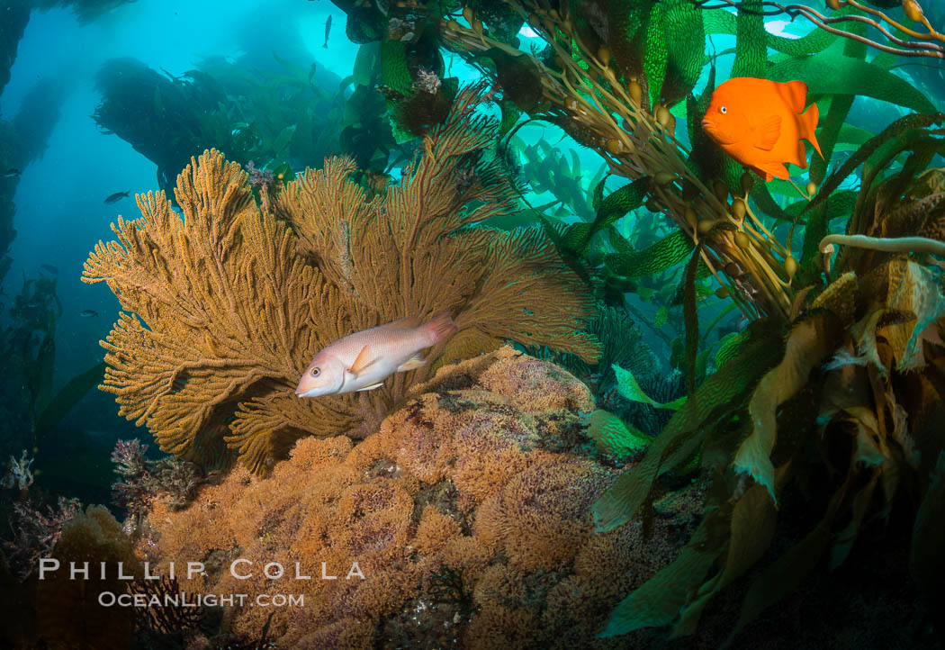 California golden gorgonian, Garibaldi and Sheephead wrasse fishes on rocky reef, below kelp forest, underwater. The golden gorgonian is a filter-feeding temperate colonial species that lives on the rocky bottom at depths between 50 to 200 feet deep. Each individual polyp is a distinct animal, together they secrete calcium that forms the structure of the colony. Gorgonians are oriented at right angles to prevailing water currents to capture plankton drifting by. Catalina Island, USA, natural history stock photograph, photo id 34186