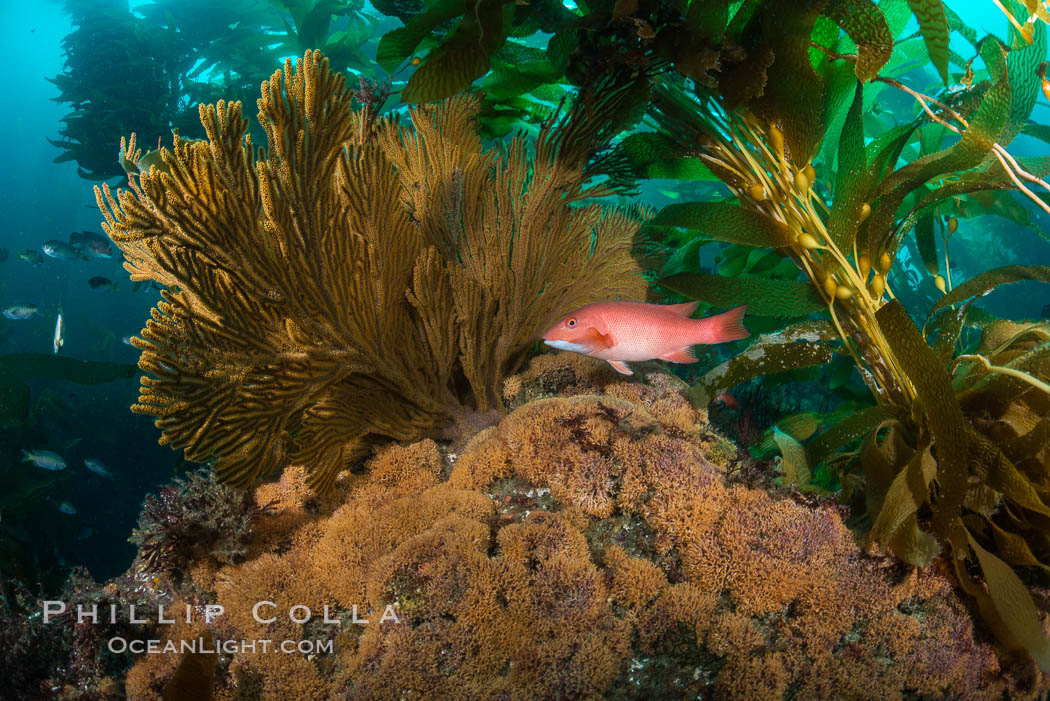 California golden gorgonian and Sheephead wrasse fish on rocky reef, below kelp forest, underwater. The golden gorgonian is a filter-feeding temperate colonial species that lives on the rocky bottom at depths between 50 to 200 feet deep. Each individual polyp is a distinct animal, together they secrete calcium that forms the structure of the colony. Gorgonians are oriented at right angles to prevailing water currents to capture plankton drifting by. Catalina Island, USA, natural history stock photograph, photo id 34183