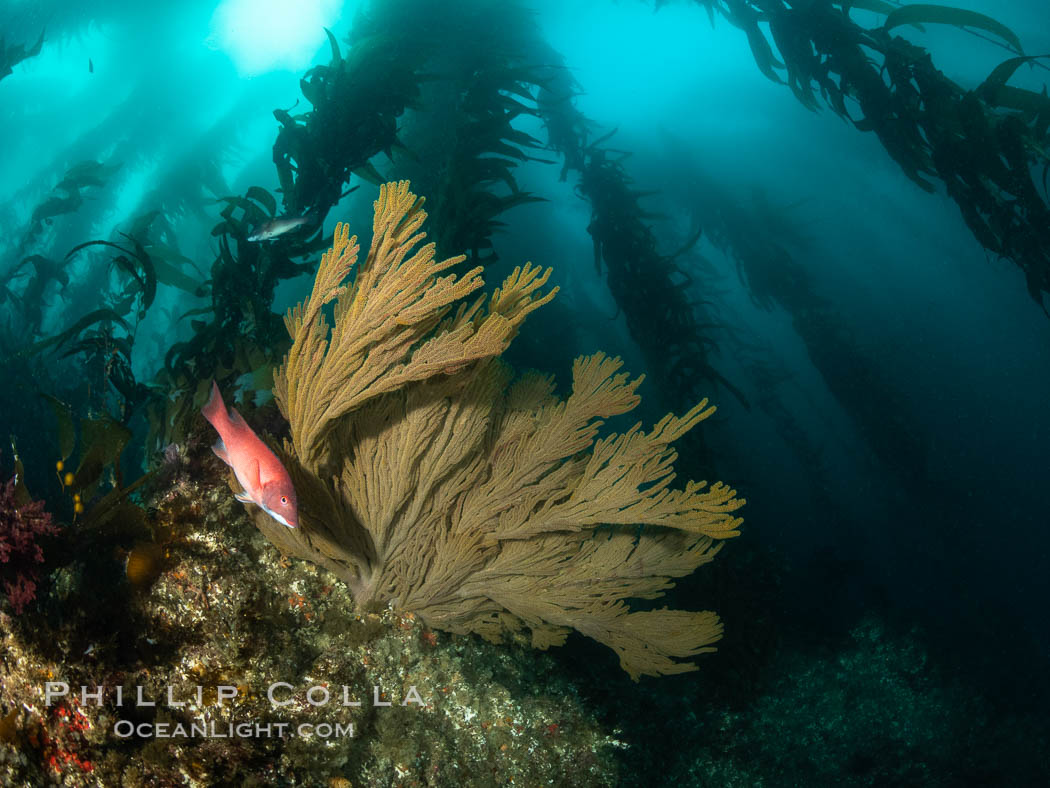 California golden gorgonian and small juvenile sheephead fishes on rocky reef, below kelp forest, underwater. The golden gorgonian is a filter-feeding temperate colonial species that lives on the rocky bottom at depths between 50 to 200 feet deep. Each individual polyp is a distinct animal, together they secrete calcium that forms the structure of the colony. Gorgonians are oriented at right angles to prevailing water currents to capture plankton drifting by. San Clemente Island, USA, Muricea californica, natural history stock photograph, photo id 37095