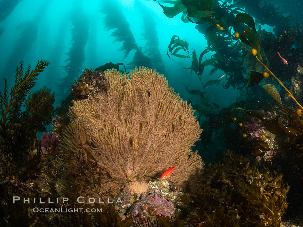 California golden gorgonian and small juvenile sheephead fishes on rocky reef, below kelp forest, underwater. The golden gorgonian is a filter-feeding temperate colonial species that lives on the rocky bottom at depths between 50 to 200 feet deep. Each individual polyp is a distinct animal, together they secrete calcium that forms the structure of the colony. Gorgonians are oriented at right angles to prevailing water currents to capture plankton drifting by. San Clemente Island, USA, Muricea californica, natural history stock photograph, photo id 37057