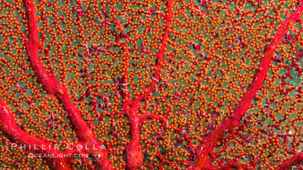 Gorgonian Detail with Tiny Starfishes, Sea of Cortez., natural history stock photograph, photo id 33602