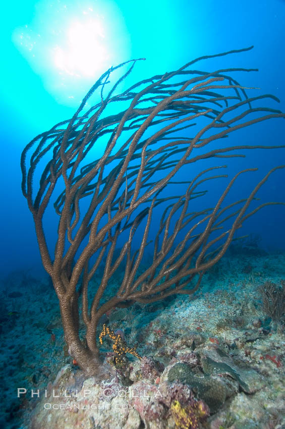 Unidentified gorgonian on coral reef. Bahamas, natural history stock photograph, photo id 10834