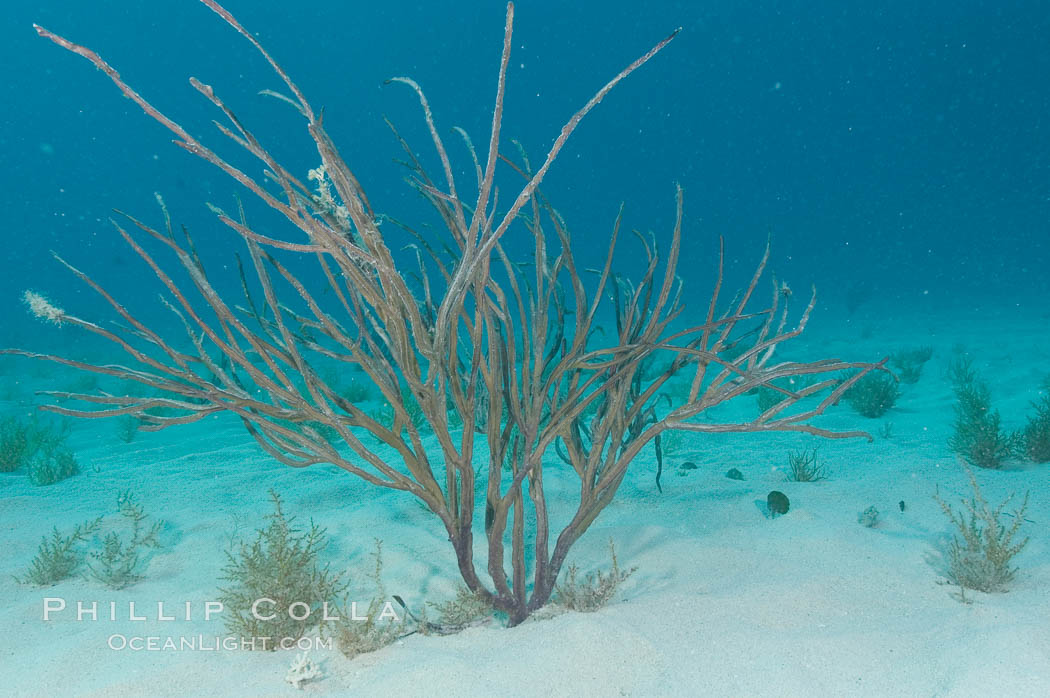 Unidentified gorgonian or sea fan. Bahamas, natural history stock photograph, photo id 10874