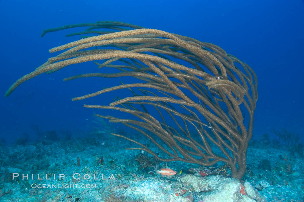 Unidentified gorgonian on coral reef. Bahamas, natural history stock photograph, photo id 10836