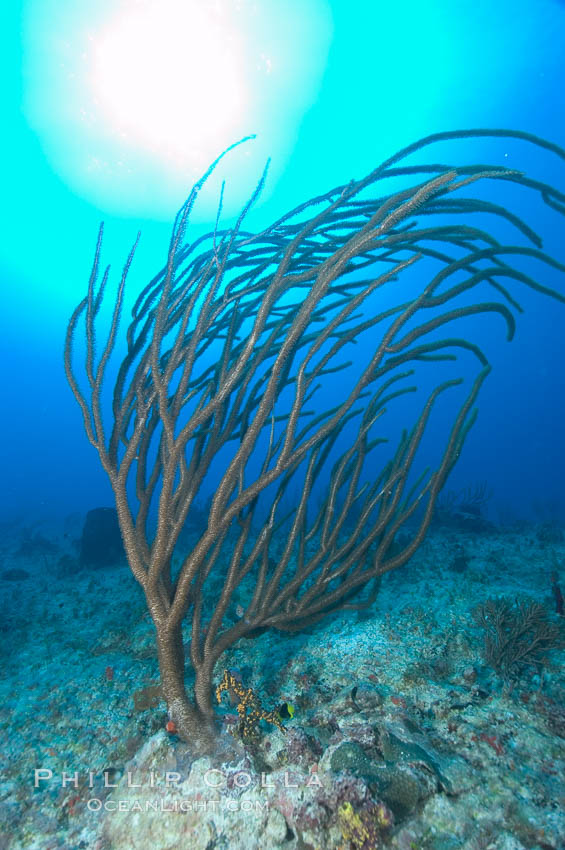 Unidentified gorgonian on coral reef. Bahamas, natural history stock photograph, photo id 10840