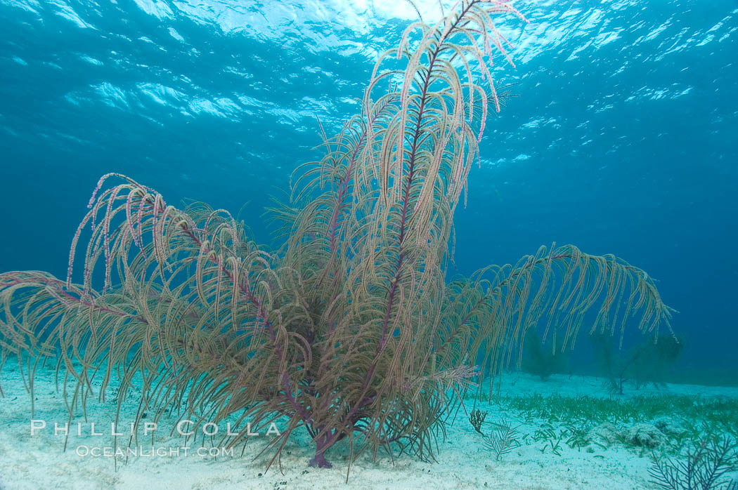 Unidentified gorgonian or sea fan. Bahamas, natural history stock photograph, photo id 10876