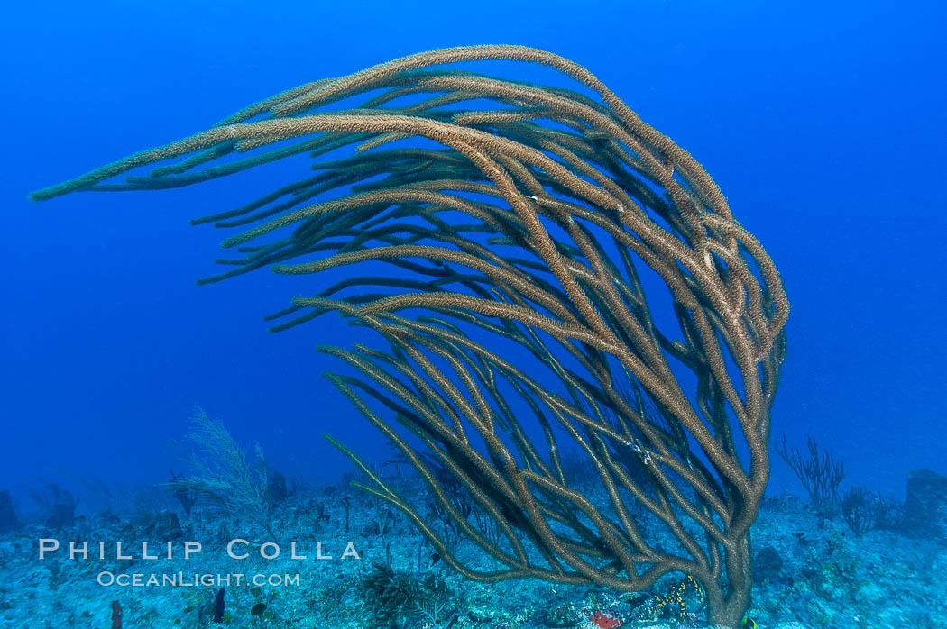 Unidentified gorgonian on coral reef. Bahamas, natural history stock photograph, photo id 10839
