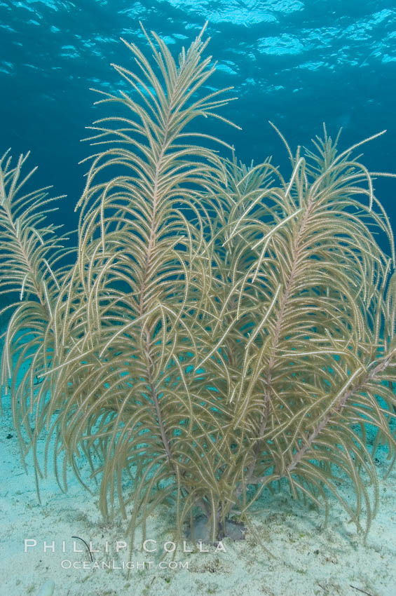 Unidentified gorgonian or sea fan. Bahamas, natural history stock photograph, photo id 10875