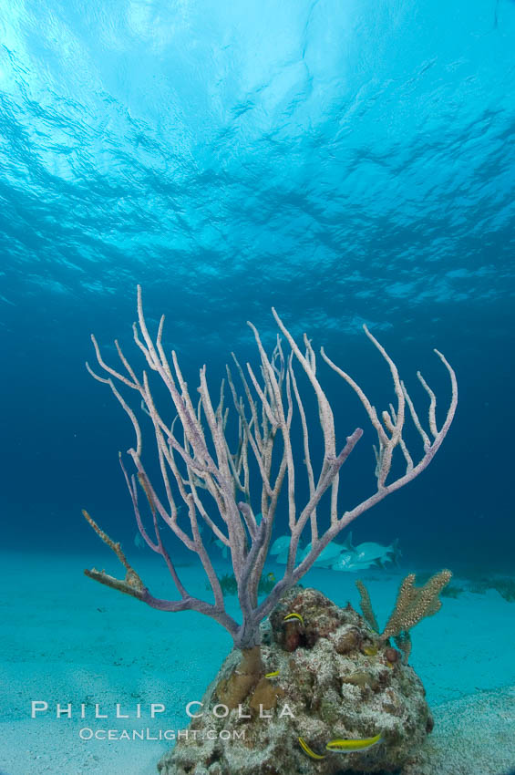 Unidentified gorgonian or sea fan. Bahamas, natural history stock photograph, photo id 10879