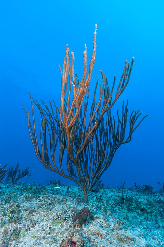 Unidentified gorgonian on coral reef. Bahamas, natural history stock photograph, photo id 10837