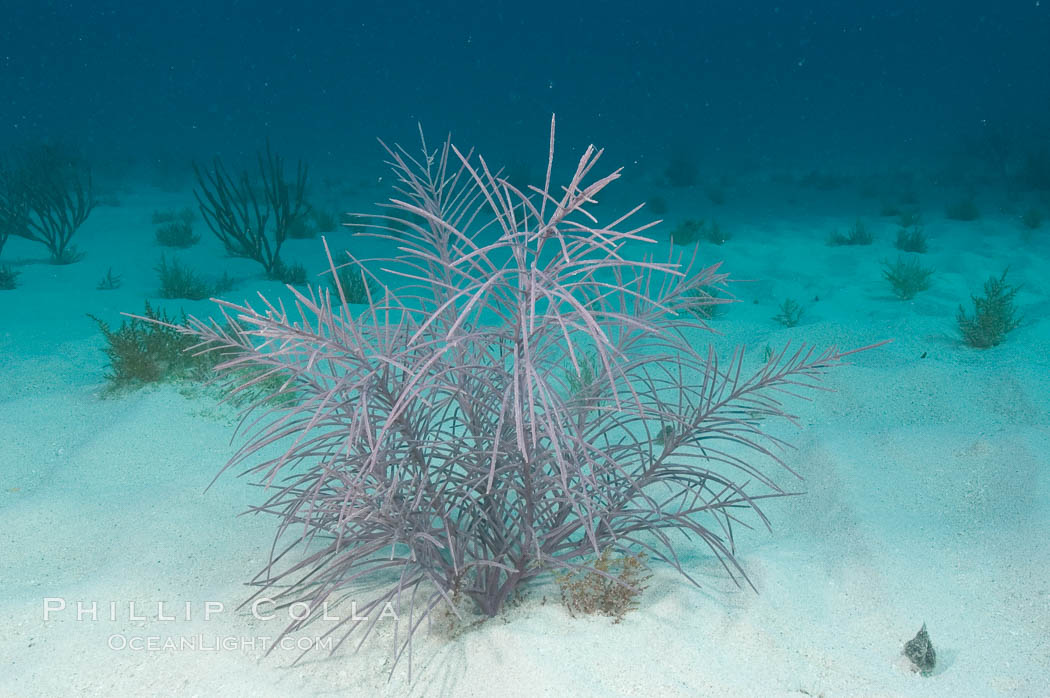 Unidentified gorgonian or sea fan. Bahamas, natural history stock photograph, photo id 10873