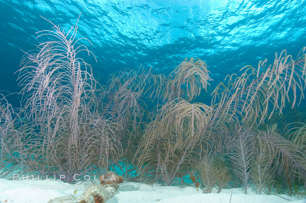 Unidentified gorgonian or sea fan. Bahamas, natural history stock photograph, photo id 10877