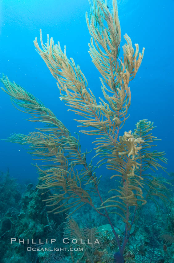 Unidentified gorgonian or sea fan. Bahamas, natural history stock photograph, photo id 10881