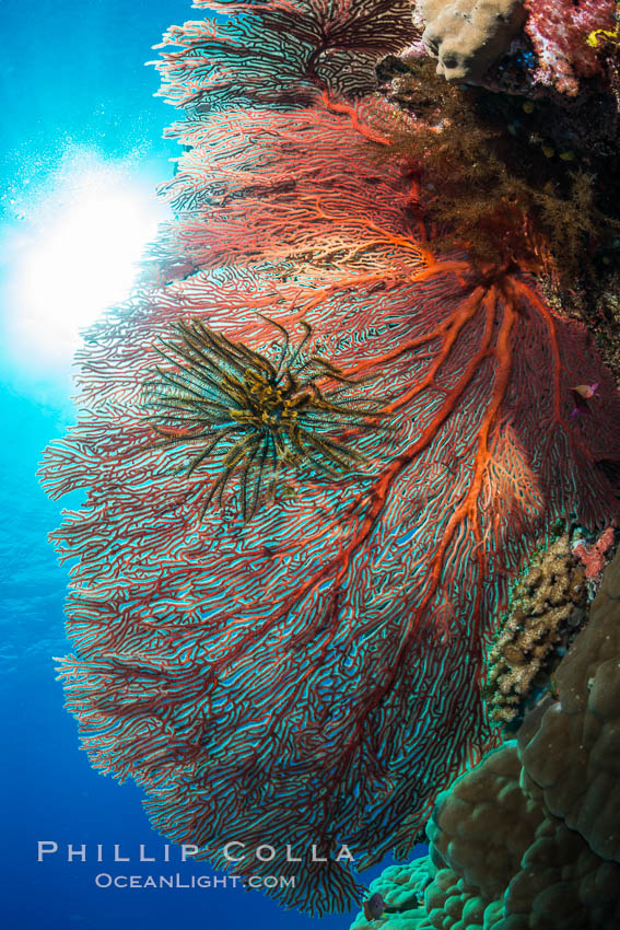 Plexauridae Gorgonian Sea Fan on Coral Reef, Fiji. Wakaya Island, Lomaiviti Archipelago, Crinoidea, Gorgonacea, Plexauridae, natural history stock photograph, photo id 31547