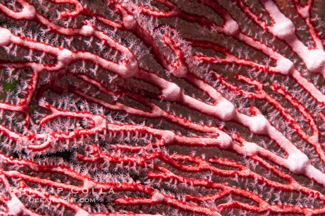 Gorgonian sea fan detail, Fiji., Gorgonacea, natural history stock photograph, photo id 34900