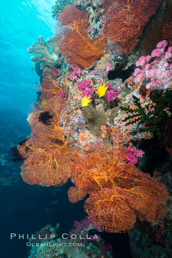 Gorgonian Sea Fan on Pristine Coral Reef, Fiji. Vatu I Ra Passage, Bligh Waters, Viti Levu  Island, Gorgonacea, Plexauridae, natural history stock photograph, photo id 31658