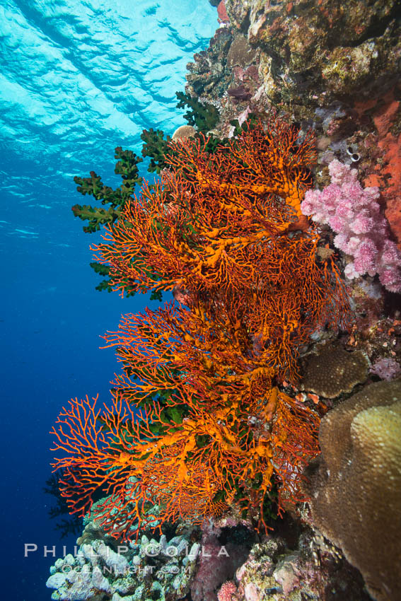 Gorgonian Sea Fans on Coral Reef, Fiji. Vatu I Ra Passage, Bligh Waters, Viti Levu  Island, Gorgonacea, Plexauridae, natural history stock photograph, photo id 31704