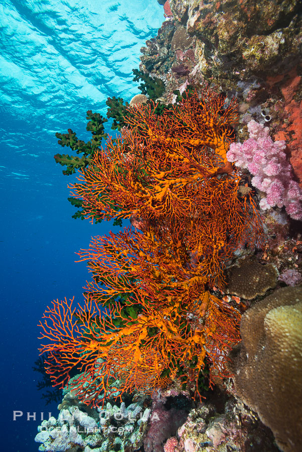 Gorgonian Sea Fans on Coral Reef, Fiji., Gorgonacea, Plexauridae, natural history stock photograph, photo id 31704