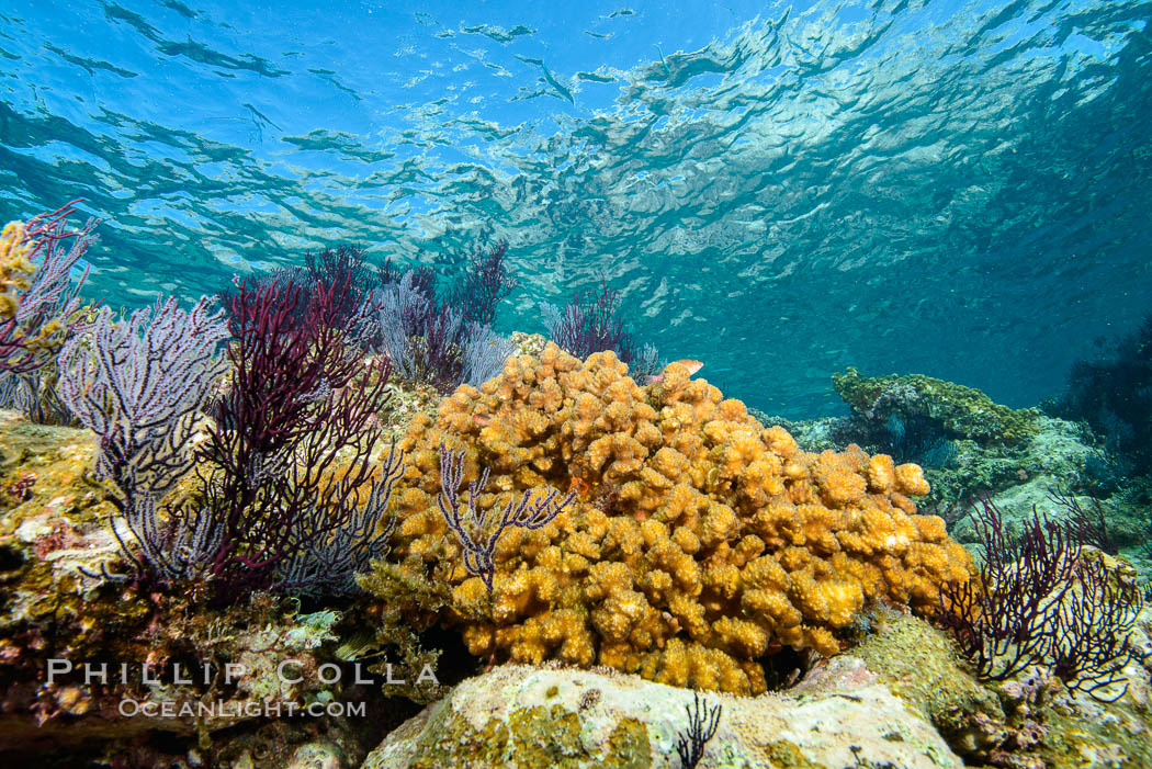Gorgonian Sea Fans on Rocky Reef, Los Islotes, Sea of Cortez. Baja California, Mexico, natural history stock photograph, photo id 32586