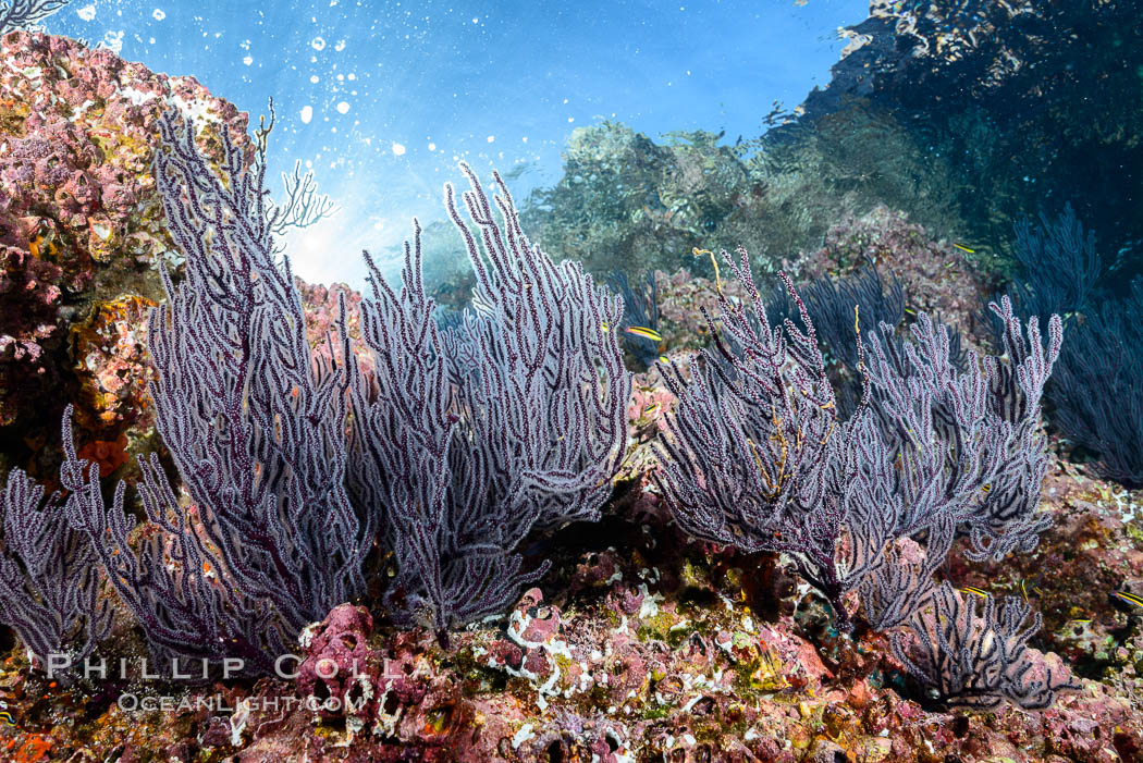 Gorgonian Sea Fans on Rocky Reef, Los Islotes, Sea of Cortez. Baja California, Mexico, natural history stock photograph, photo id 33790