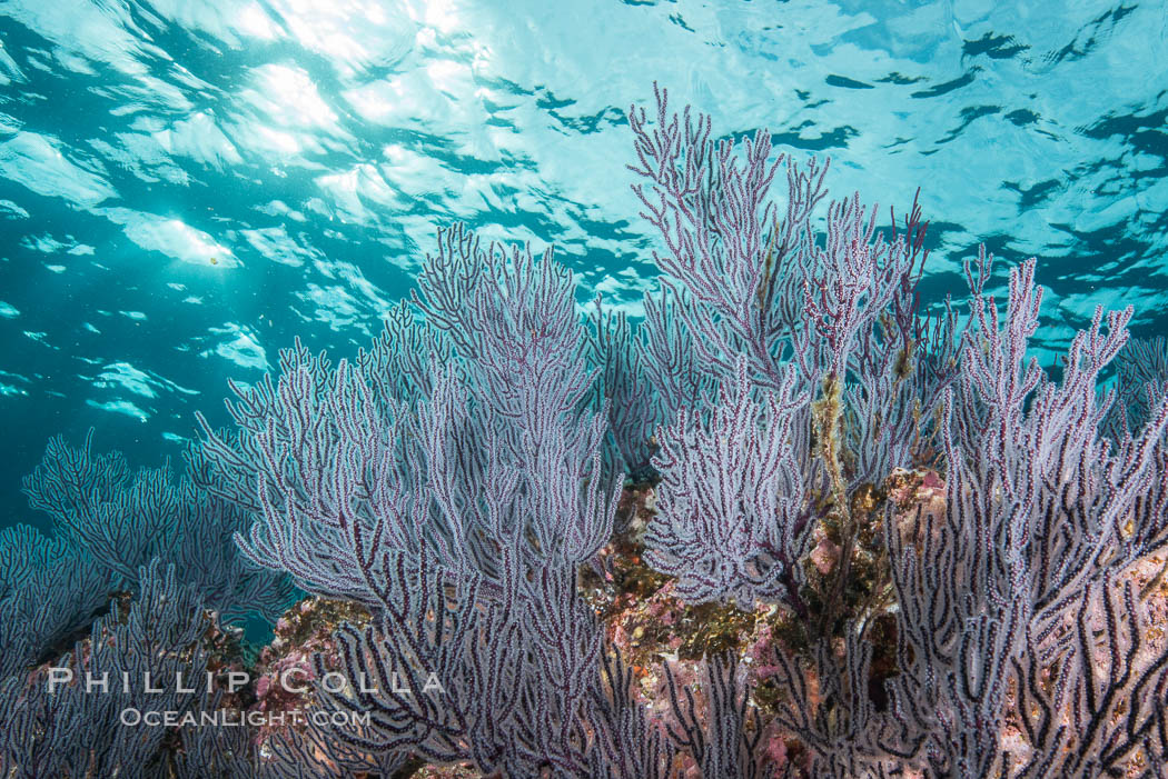 Gorgonian Sea Fans on Rocky Reef, Los Islotes, Sea of Cortez. Baja California, Mexico, natural history stock photograph, photo id 32548
