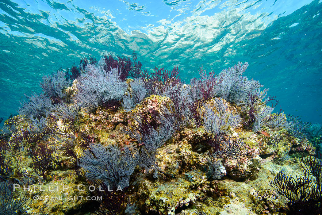 Gorgonian Sea Fans on Rocky Reef, Los Islotes, Sea of Cortez. Baja California, Mexico, natural history stock photograph, photo id 32584