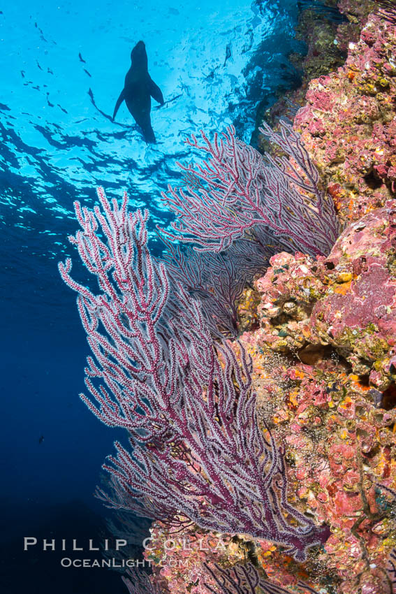Gorgonian Sea Fans on Rocky Reef, Los Islotes, Sea of Cortez. Baja California, Mexico, natural history stock photograph, photo id 33824