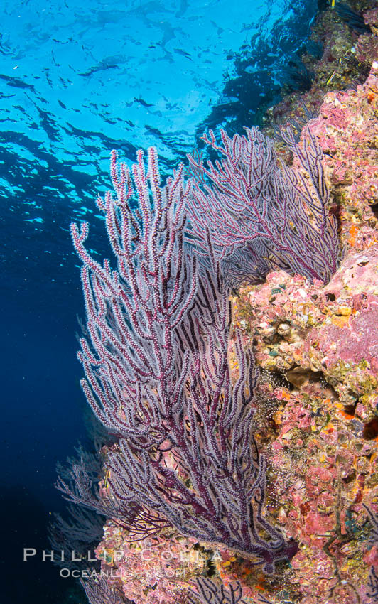 Gorgonian Sea Fans on Rocky Reef, Los Islotes, Sea of Cortez. Baja California, Mexico, natural history stock photograph, photo id 33823