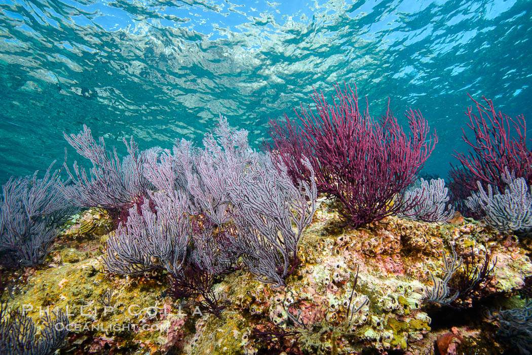 Gorgonian Sea Fans on Rocky Reef, Los Islotes, Sea of Cortez. Baja California, Mexico, natural history stock photograph, photo id 32585