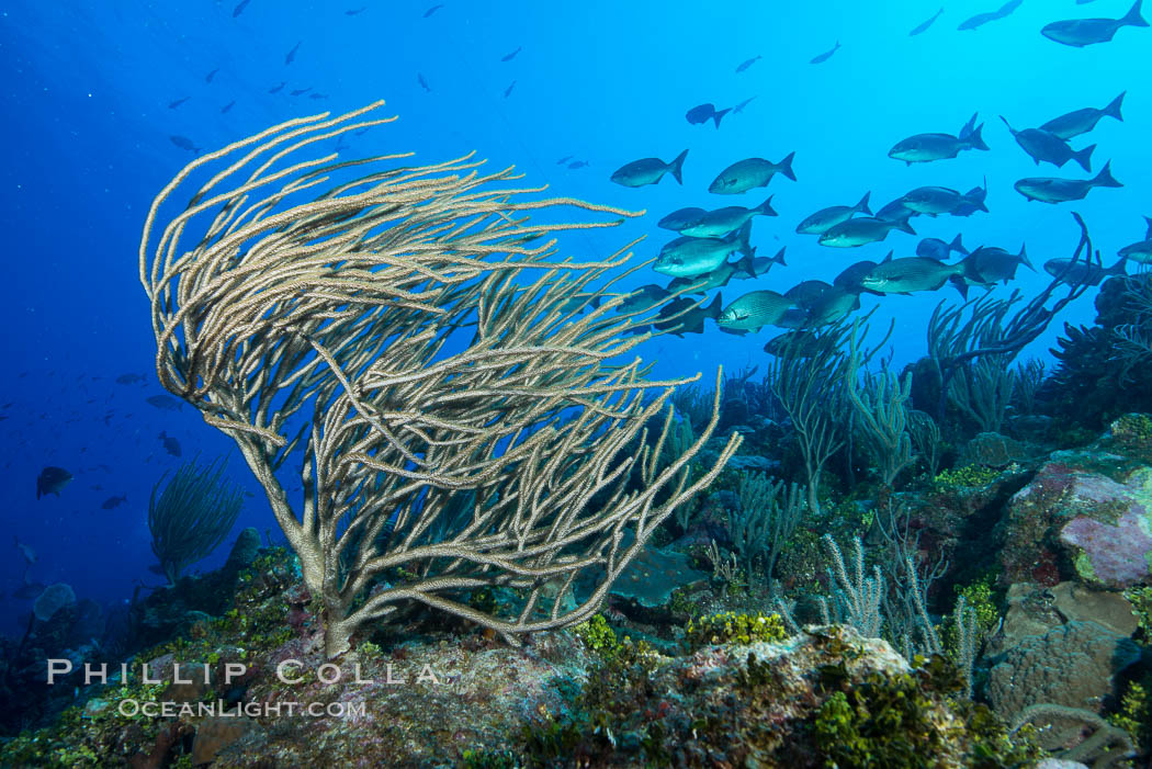 Gorgonian soft corals, Grand Cayman Island. Cayman Islands, natural history stock photograph, photo id 32054