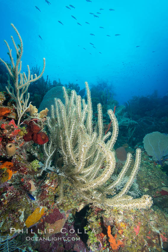 Gorgonian soft corals, Grand Cayman Island. Cayman Islands, natural history stock photograph, photo id 32106