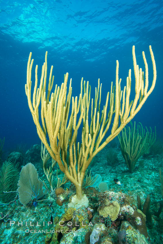 Gorgonian soft corals, Grand Cayman Island. Cayman Islands, natural history stock photograph, photo id 32118