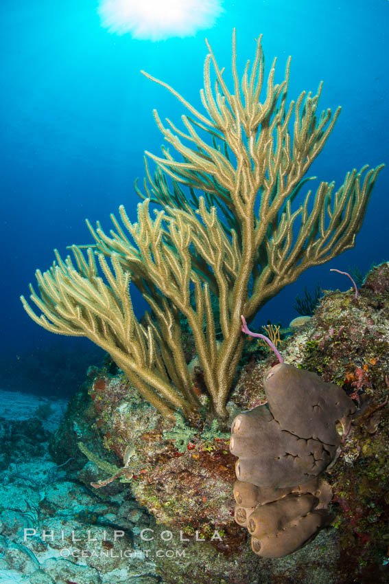 Gorgonian soft corals, Grand Cayman Island. Cayman Islands, natural history stock photograph, photo id 32044
