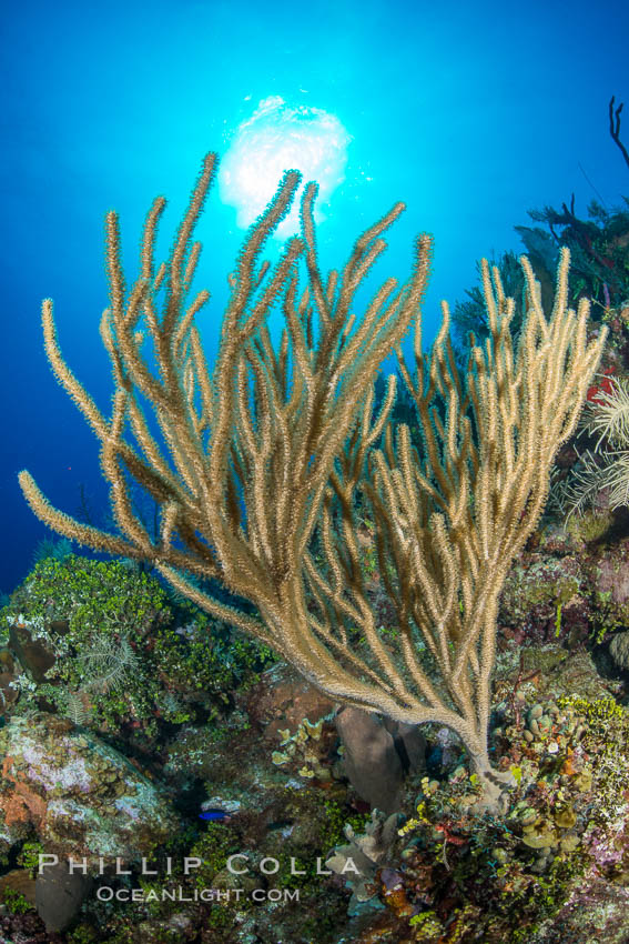 Gorgonian soft corals, Grand Cayman Island. Cayman Islands, natural history stock photograph, photo id 32124