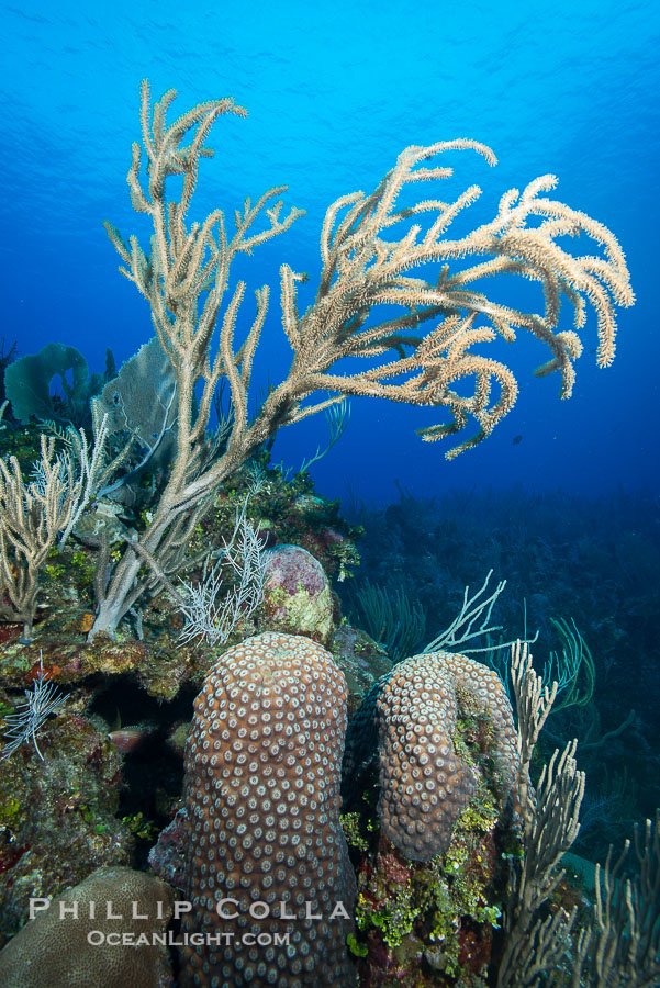 Gorgonian soft corals, Grand Cayman Island., natural history stock photograph, photo id 32244