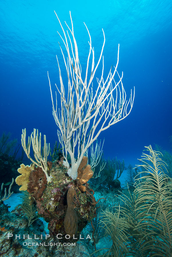 Gorgonian soft corals, Grand Cayman Island., natural history stock photograph, photo id 32248