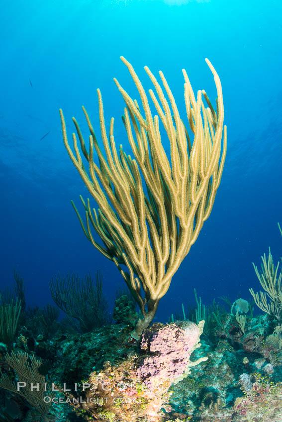Gorgonian soft corals, Grand Cayman Island. Cayman Islands, natural history stock photograph, photo id 32043